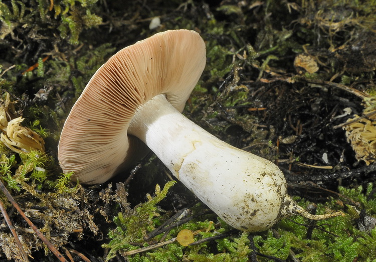 Agaricus bresadolanus